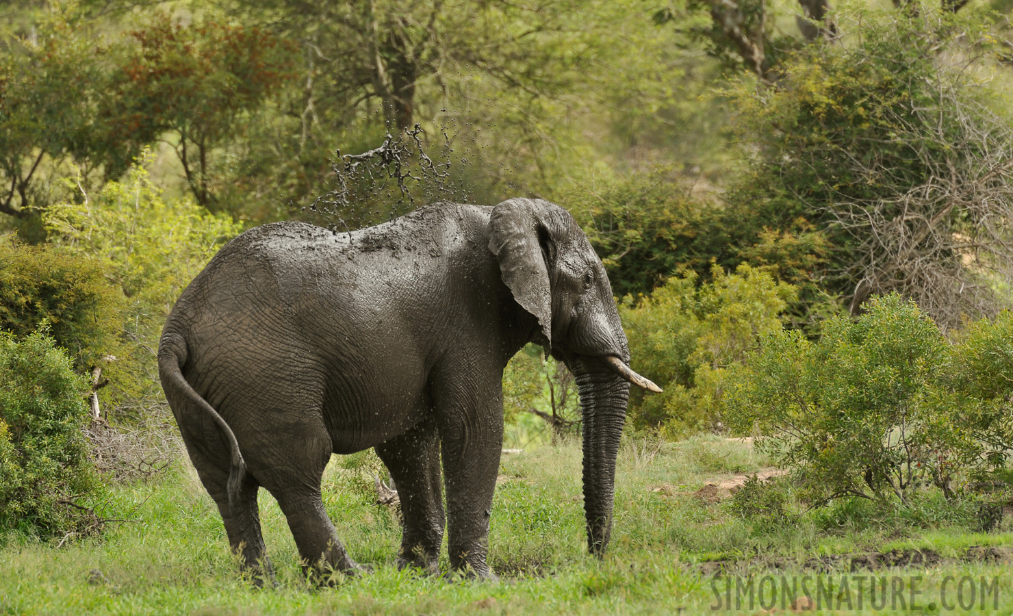 Loxodonta africana [550 mm, 1/500 sec at f / 8.0, ISO 800]